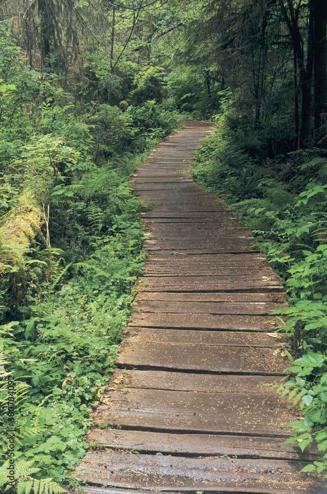 Boardwalk in rain forest, Olympic National Park, Washington, USA Boardwalk in rain forest, Olympic National Park, Washington, USA