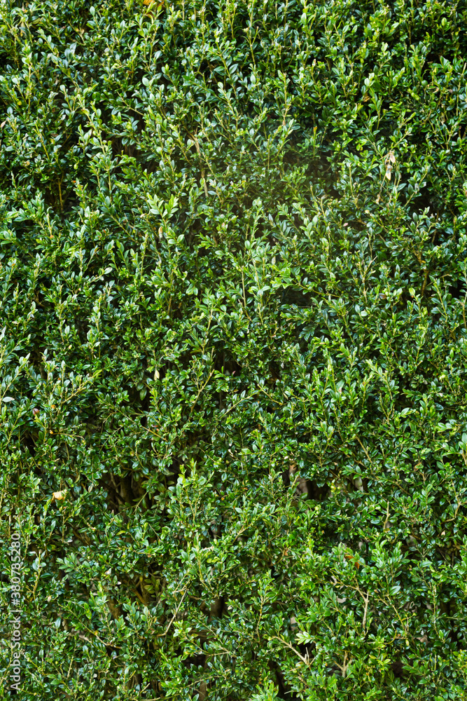Green hedge fills the frame Green hedge fills the frame