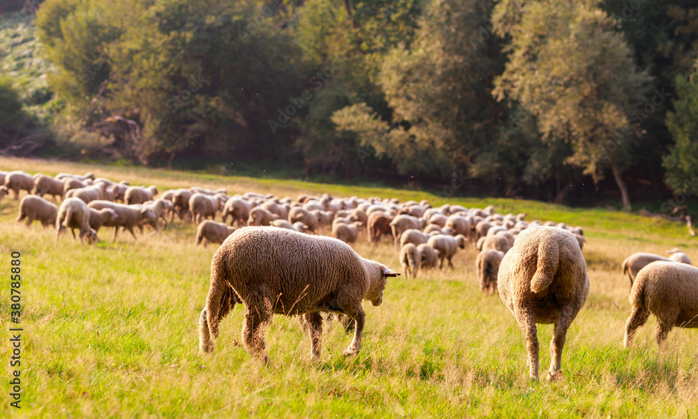 Fototapeta premium A large flock of sheep is driven from the pastures into the stables