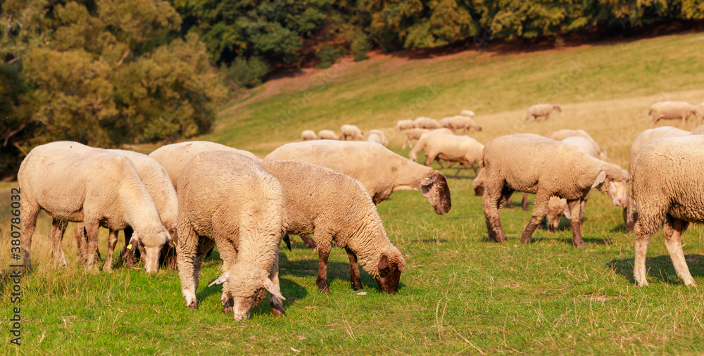 Fototapeta premium A large flock of sheep is driven from the pastures into the stables