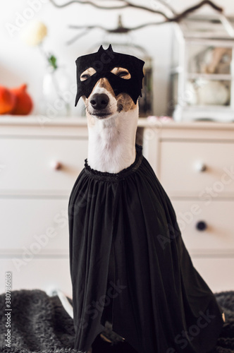 BATDOG photo