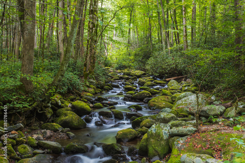 Fototapeta premium Tranquil stream in the Great Smoky Mountains
