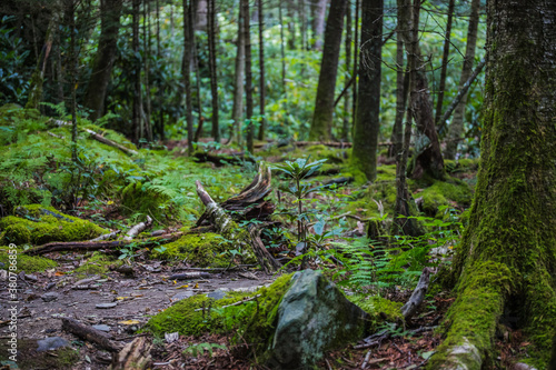 Mossy Forest Floor - Alum Cave Trail