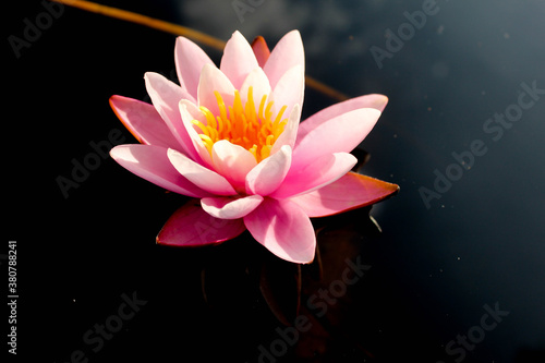 Pink lily in the river. Beautiful lily. Lonely lily in the pond. Background.
