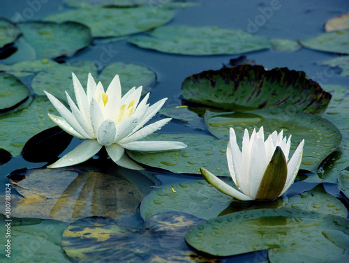 pair of fragrant waterlilies water lily (nymphaea odorata) in a swamp wetland marsh in Michigan photo