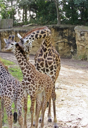 giraffes