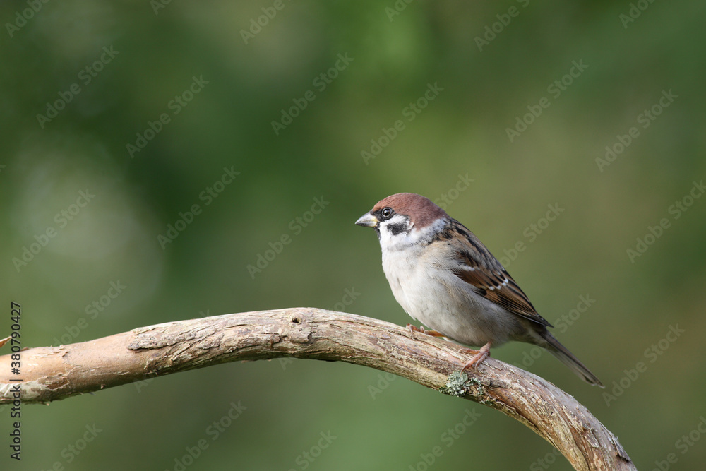 Eurasian tree sparrow Eurasian tree sparrow