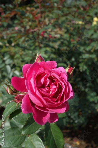 Light Pink Rose Flower in Full Bloom 