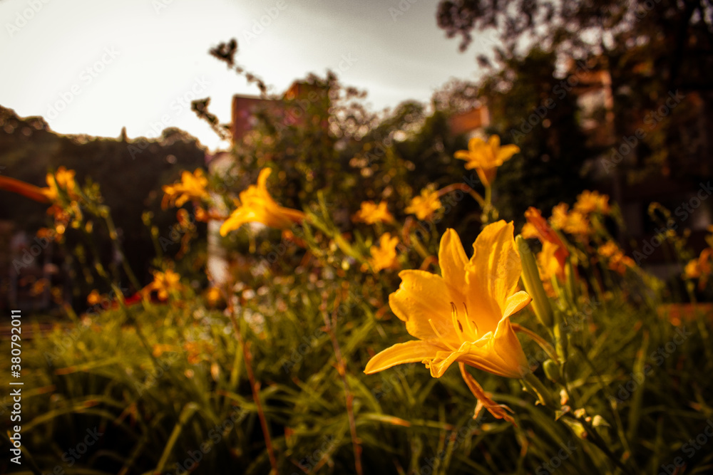 yellow flowers in the sun