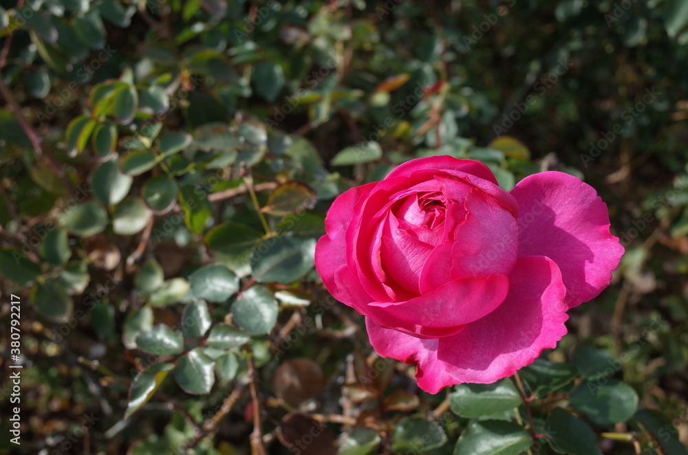 Light Pink Flower of Rose 'Yves Piaget' in Full Bloom
Light Pink Flower of Rose 'Yves Piaget' in Full Bloom