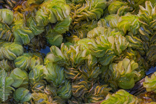 plants salvinia molesta close up view with sunlight photo