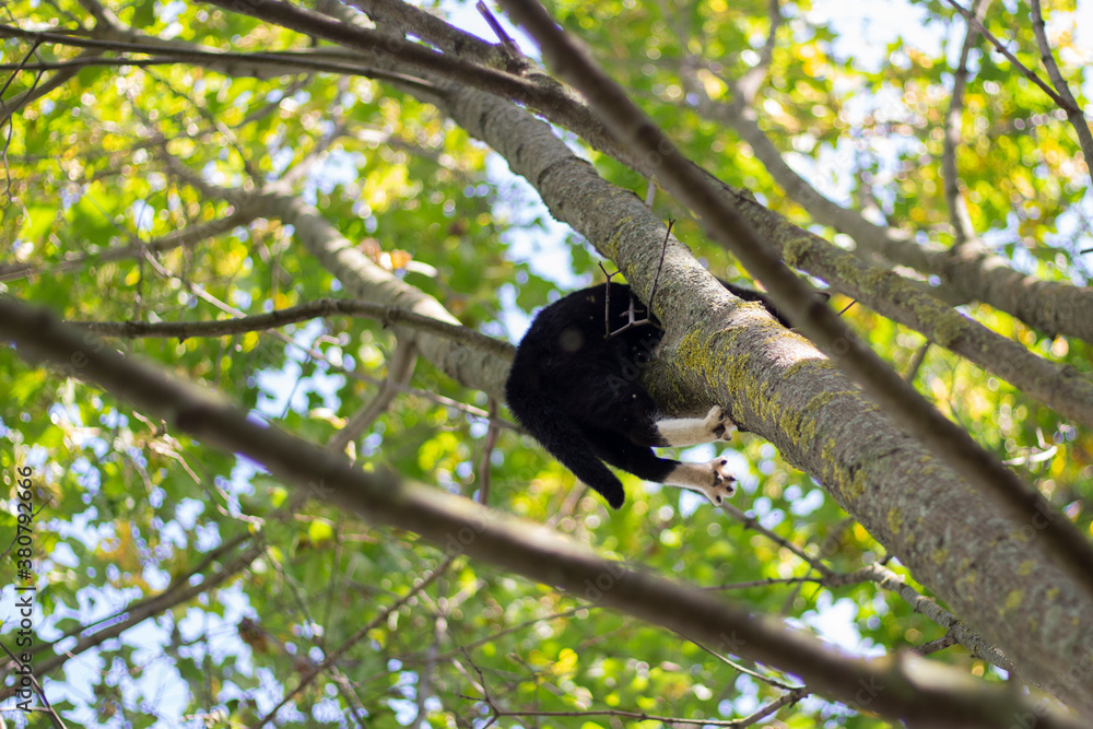 Cat on the tree. Cute cat looks down from the tree. Cat on the tree. Cute cat looks down from the tree.