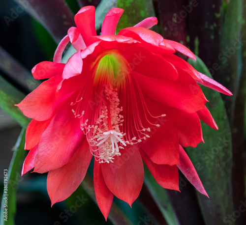 Red Epiphyllum Orchid Cactus 