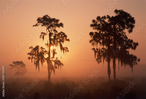 early morning sunrise through ground fog mist silhouetting longleaf pines draped with spanish moss photo