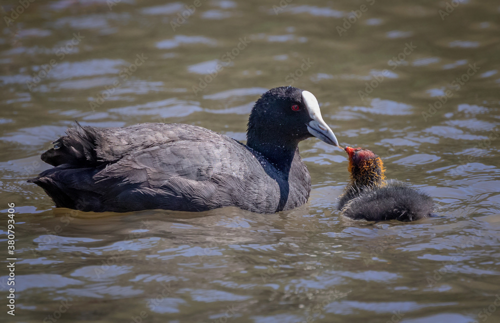 Fototapeta premium Eurasian Coot feeding his chick (Fulica atra) - related to the Moorhen - NSW, Australia