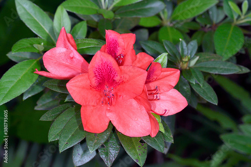 サキシマツツジ（沖縄県・石垣島） photo