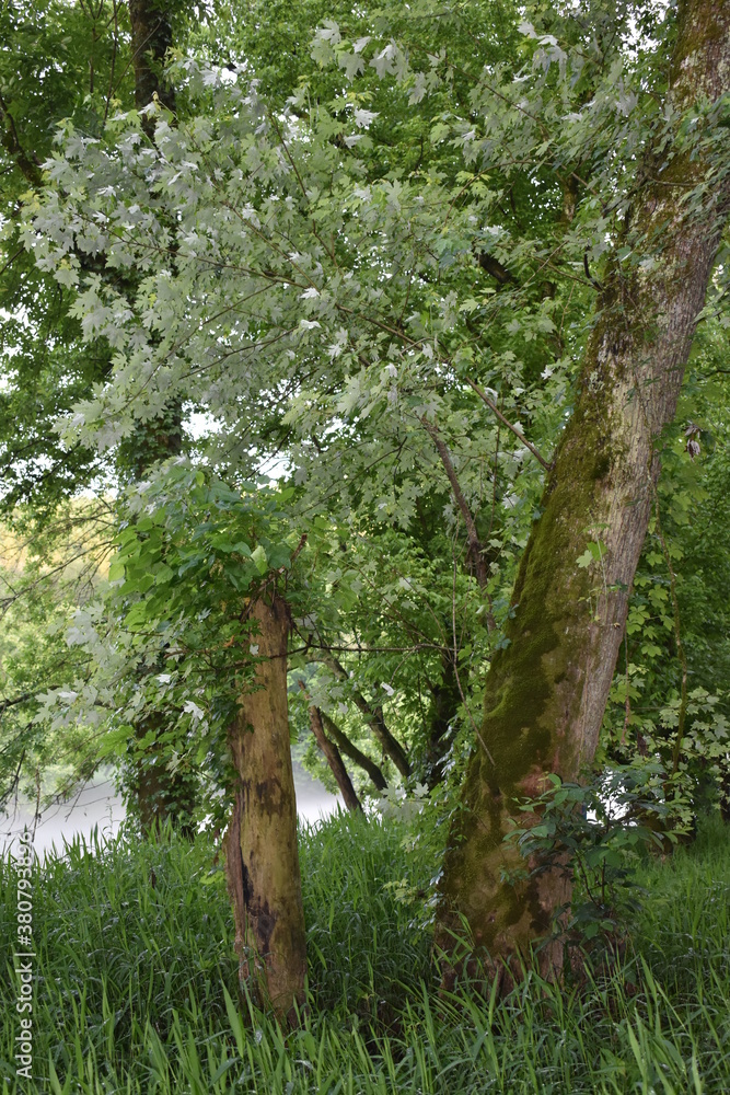 Fototapeta premium trees in the woods