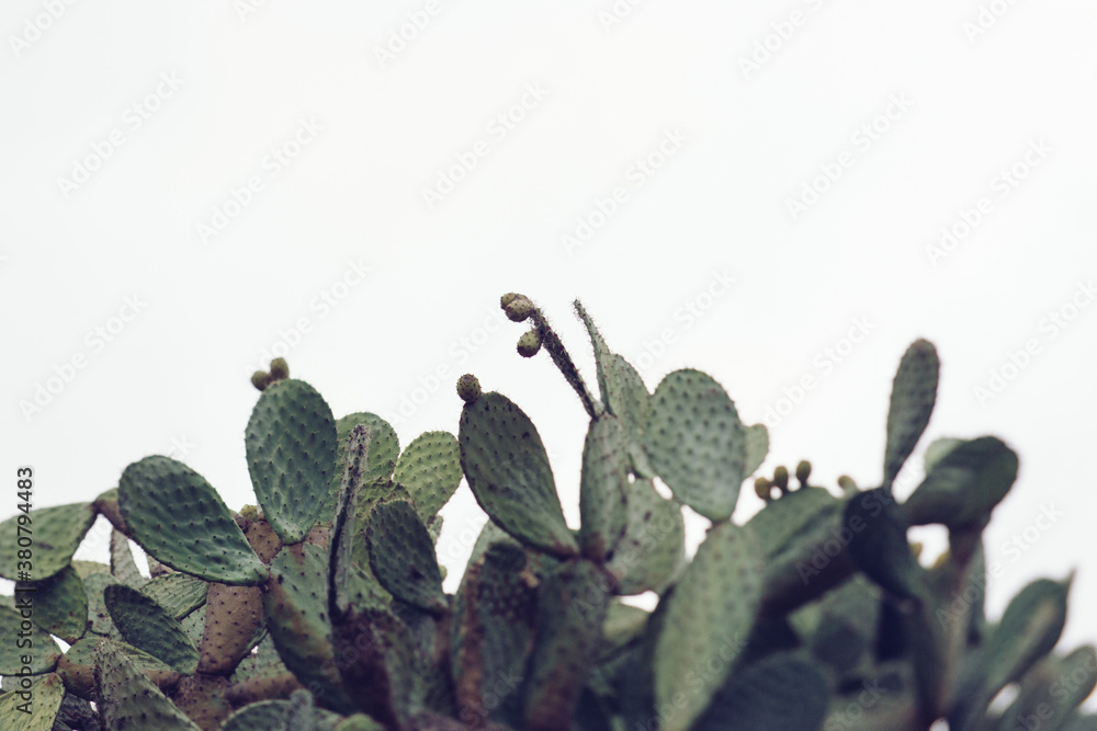 Cactus Cactus