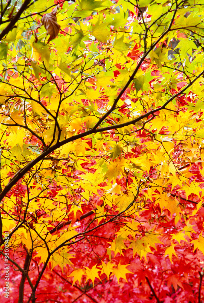 telephoto of Japanese maple (Acer palmatum) leaves in autumn color foliage red yellow telephoto of Japanese maple (Acer palmatum) leaves in autumn color foliage red yellow
