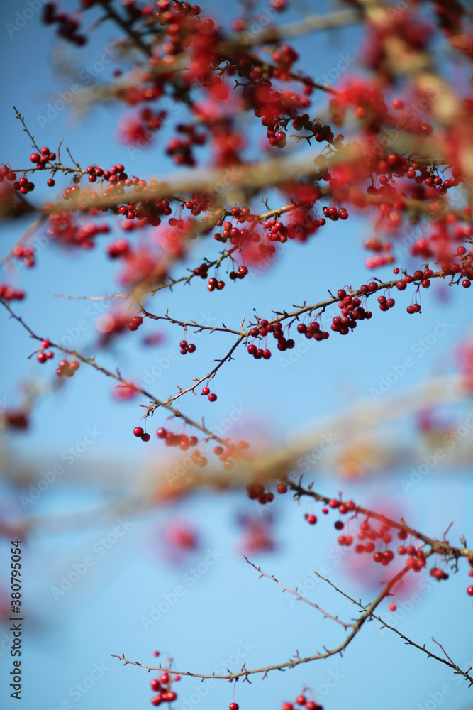 Vibrant Red Berries Hanging On An Autumn Tree On A Clear Day Vibrant Red Berries Hanging On An Autumn Tree On A Clear Day