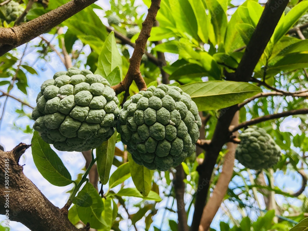 green tree with leaves soursop green tree with leaves soursop