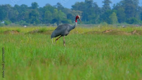 The sarus crane Antigone antigone a large on migratory crane  bird in Thailand photo