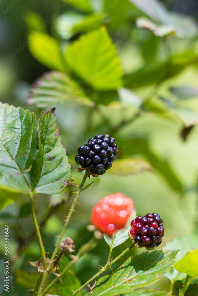 a ripe of fresh blackberry with leafs on background a ripe of fresh blackberry with leafs on background