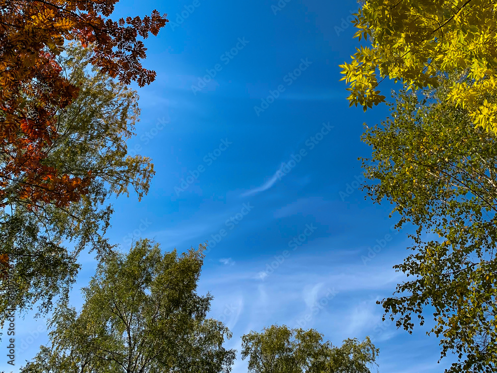 Autumn forest and blue sky in a sunny day. red and yellow trees. Autumn rowan. Templates for quotes Autumn forest and blue sky in a sunny day. red and yellow trees. Autumn rowan. Templates for quotes