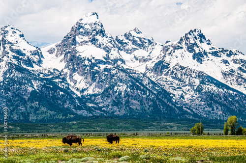 Bison and the Grand Tetons