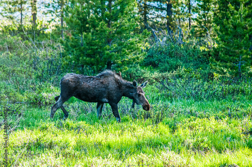 Fototapeta premium Moose Grazing in the Field