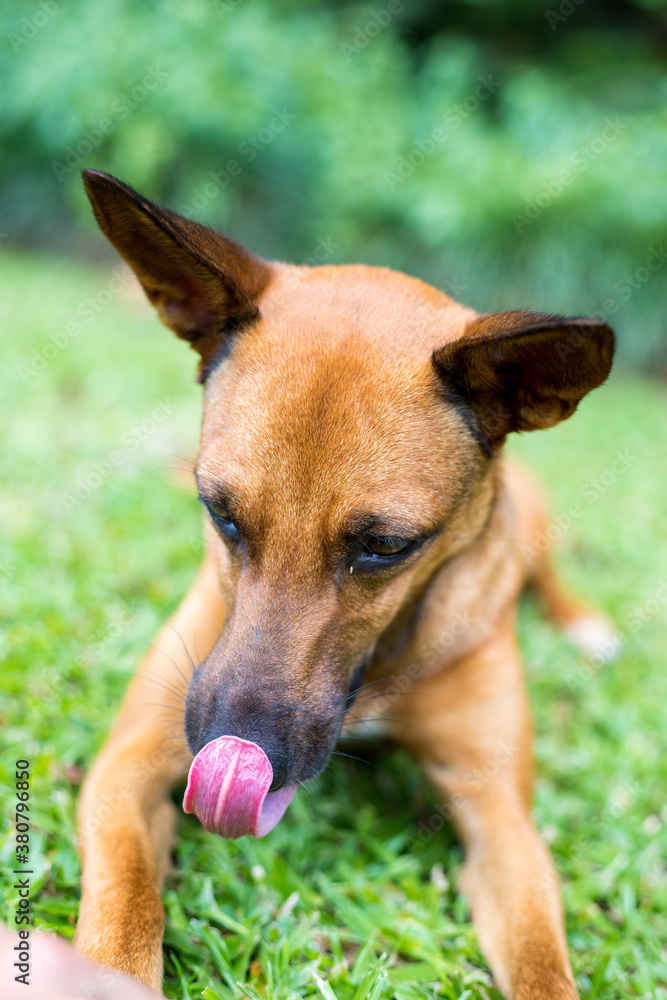 Happy curious licking, showing his tongue dog Mixed breed, isolated on green background nature