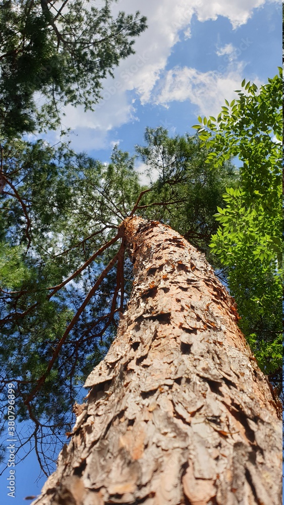 Fototapeta premium tree in the forest