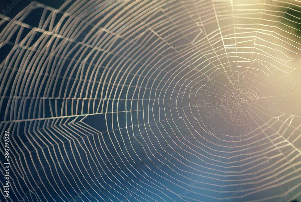 Spider web with morning light behind it Spider web with morning light behind it