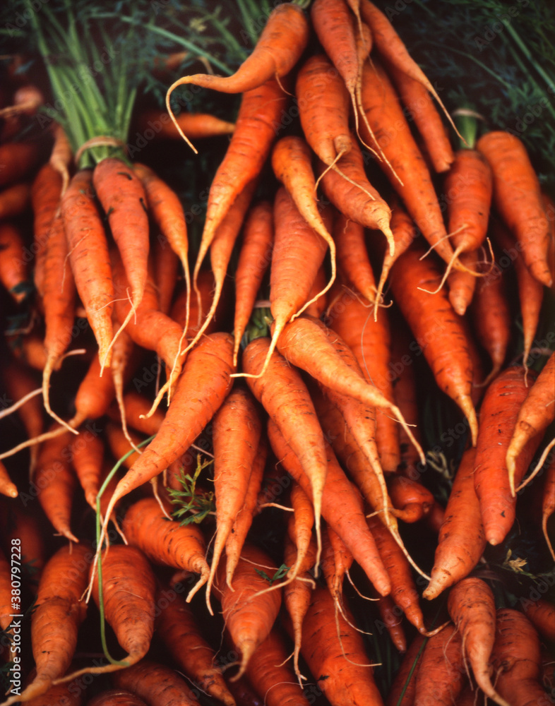Organic Orange Carrots at Farmer's Market Organic Orange Carrots at Farmer's Market