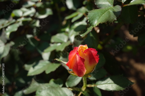 Orange blend Rose Flower in Full Bloom 