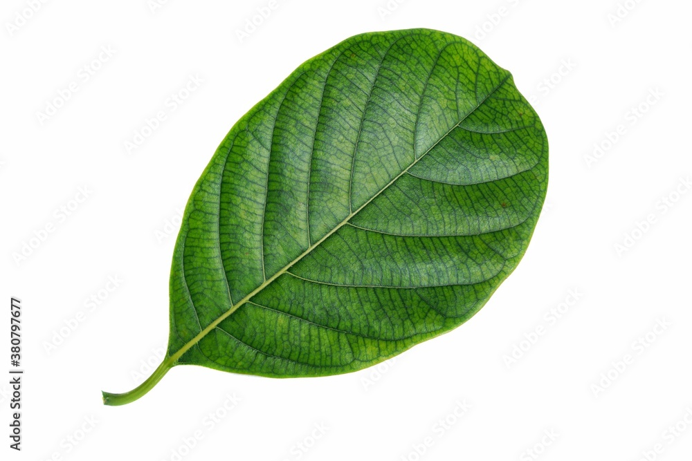green jackfruit leaf isolated on white green jackfruit leaf isolated on white