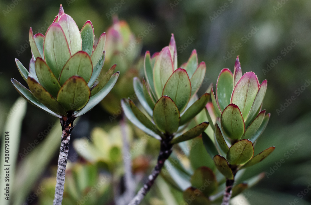 Endemic plant from Mount Roraima in Venezuela Endemic plant from Mount Roraima in Venezuela