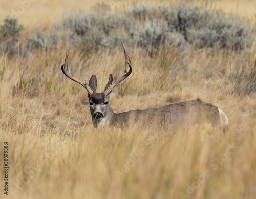 mule deer buck