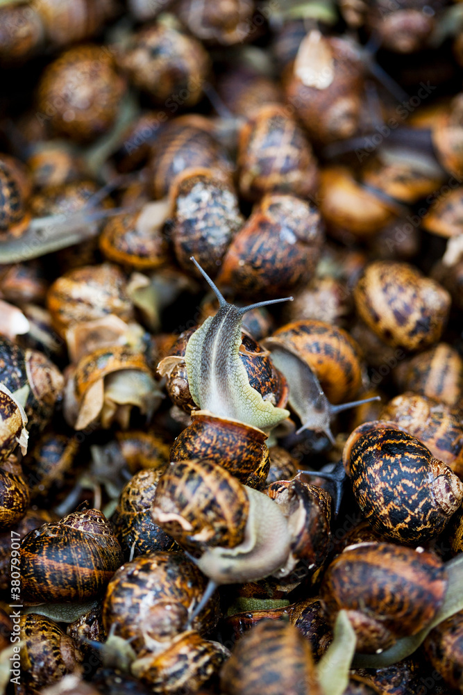 Snails for Sale At Farmer's Market In Greece Snails for Sale At Farmer's Market In Greece
