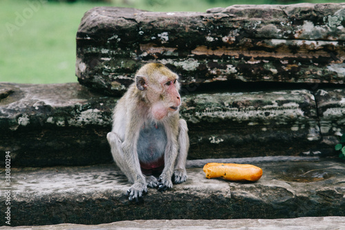 Monkey eats fruit next to temple photo