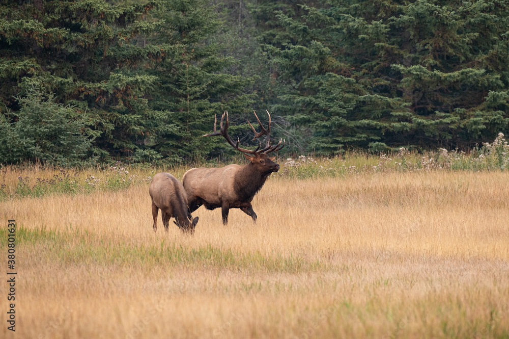 Fototapeta premium A large bull elk standing beside one of his cows