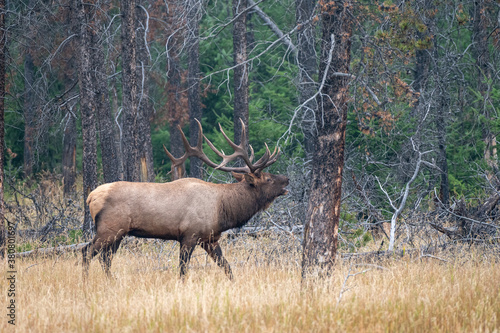 A large elk bugling to his Harim 