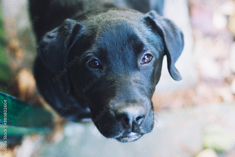 Labrador portrait Labrador portrait