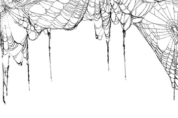 Real creepy spider webs hanging on white banner as a top border