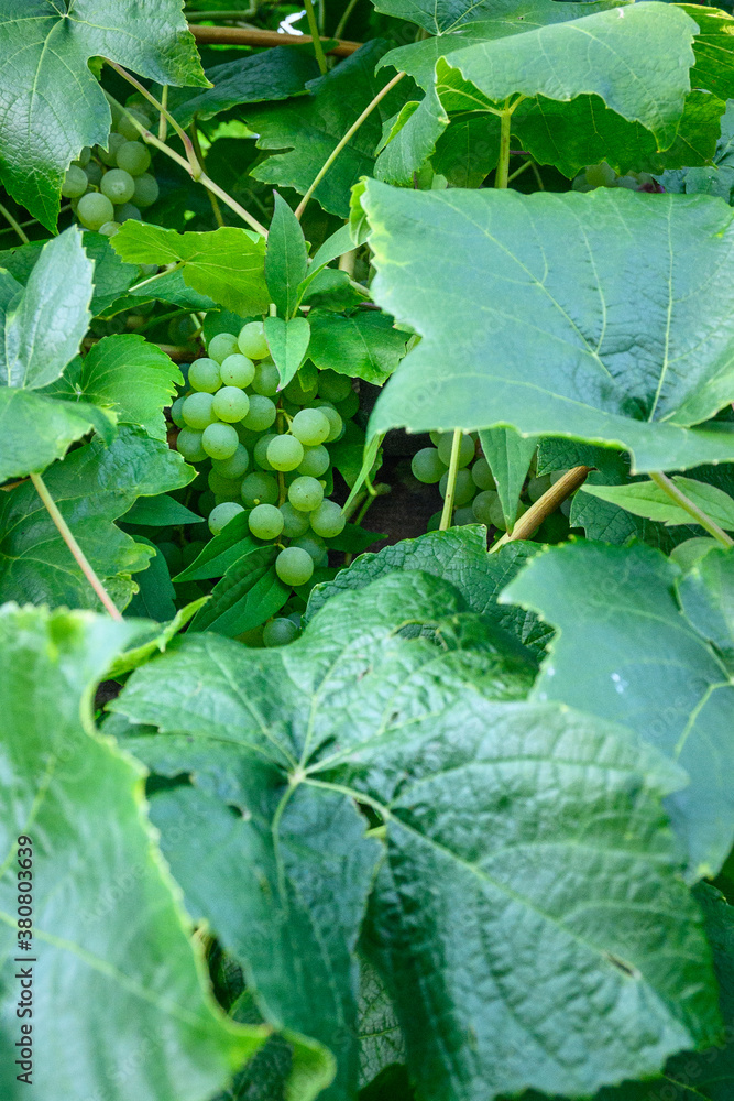 Closeup of a bunch of green grapes growing in foliage on grape vines
Closeup of a bunch of green grapes growing in foliage on grape vines