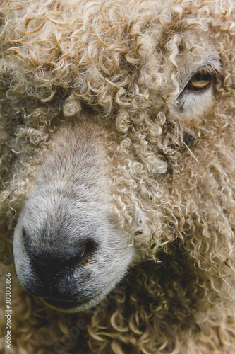 Closeup of sheep's face photo