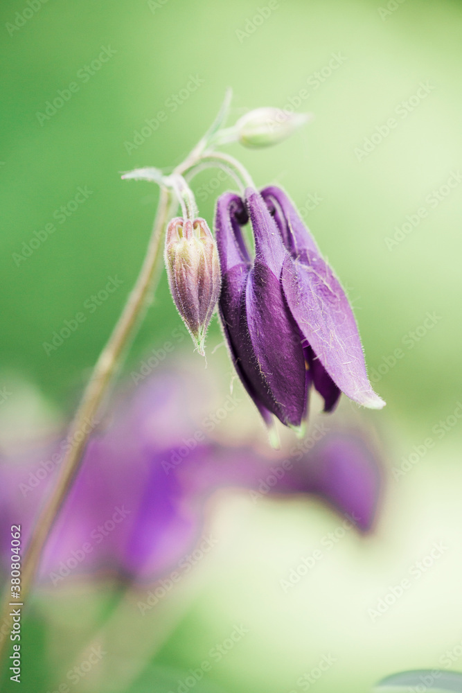 Macro catch of purple Aquilegia (Columbine) flower in sunny garden Macro catch of purple Aquilegia (Columbine) flower in sunny garden