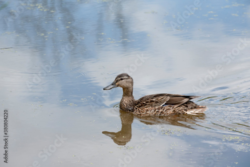 Female mallard duck