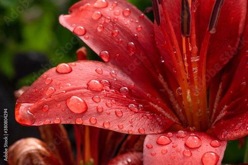 Lily after the rain