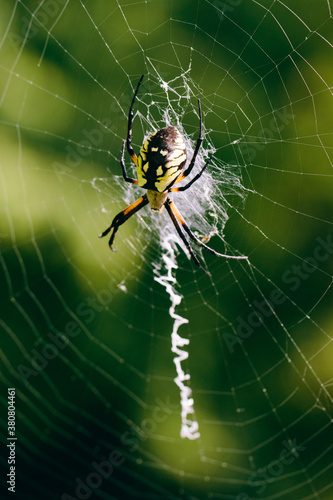 yellow garden spider, argiope aurantia photo